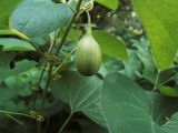 Aristolochia clematitis. Часть побега с незрелым плодом. Украина. Харьковская обл., пос. Песочин. 07.06.2012.