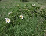 Rosa lapidosa. Цветущий кустарник. Ростовская обл., Куйбышевский р-н, окр. пос. Лысогорка. 15.05.2012.