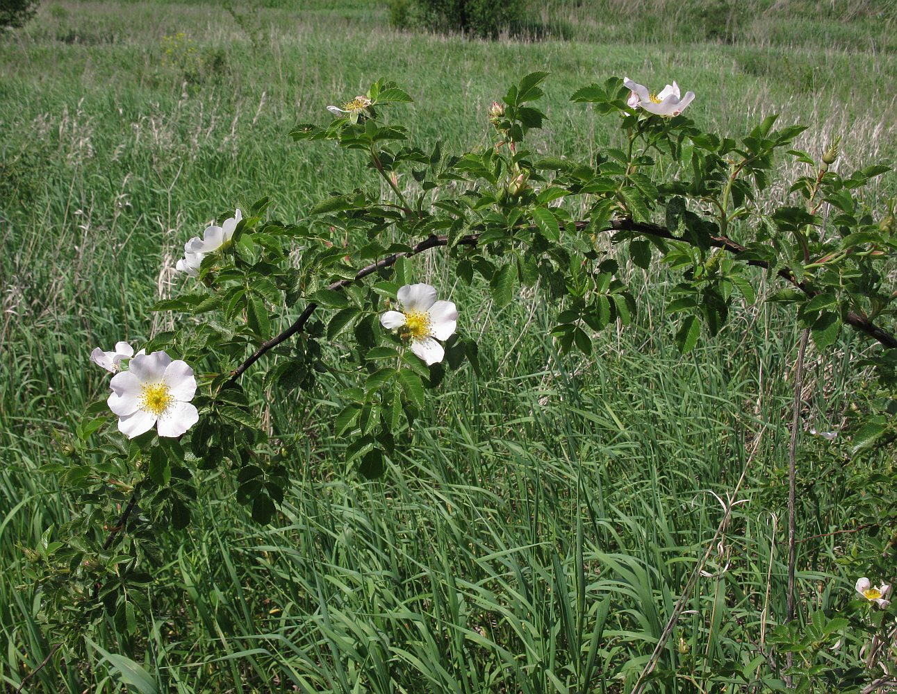 Image of Rosa lapidosa specimen.