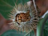 Datura wrightii