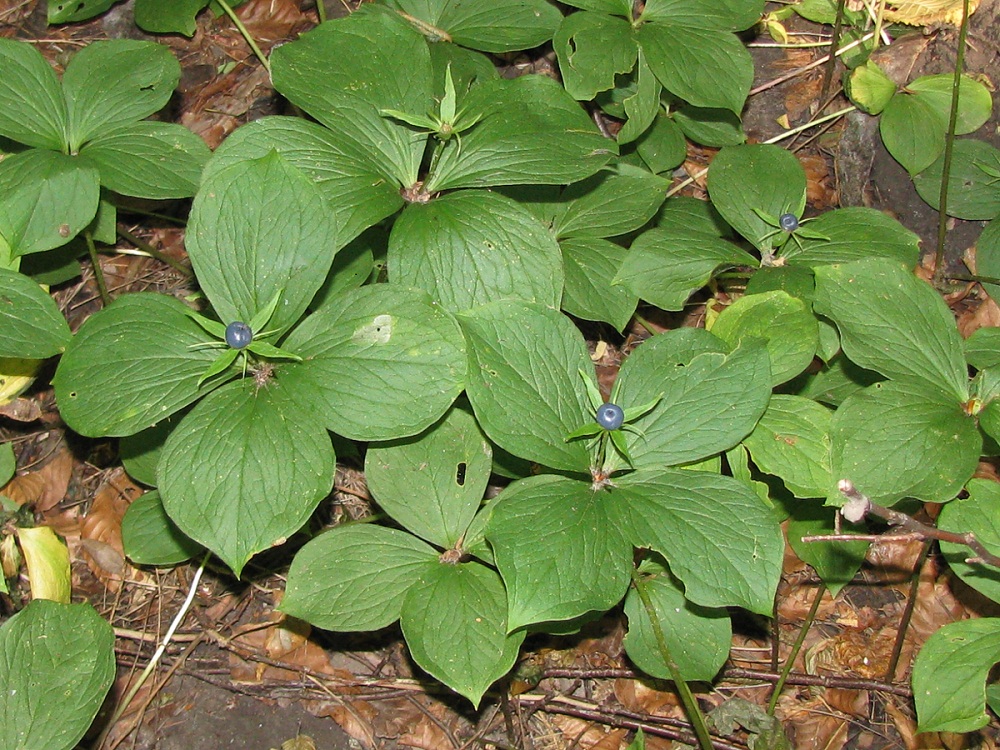 Изображение особи Paris quadrifolia.