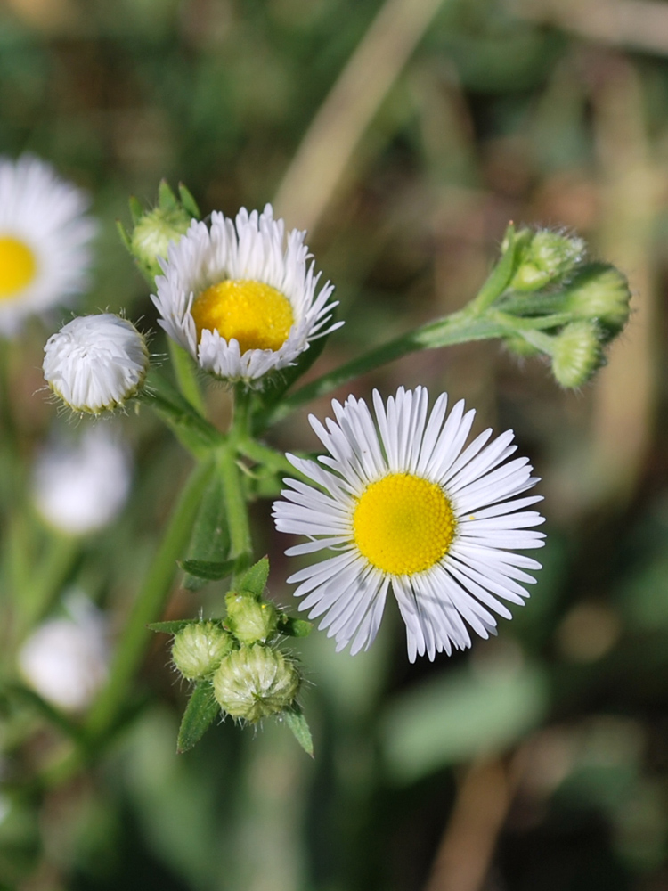 Image of Erigeron annuus specimen.