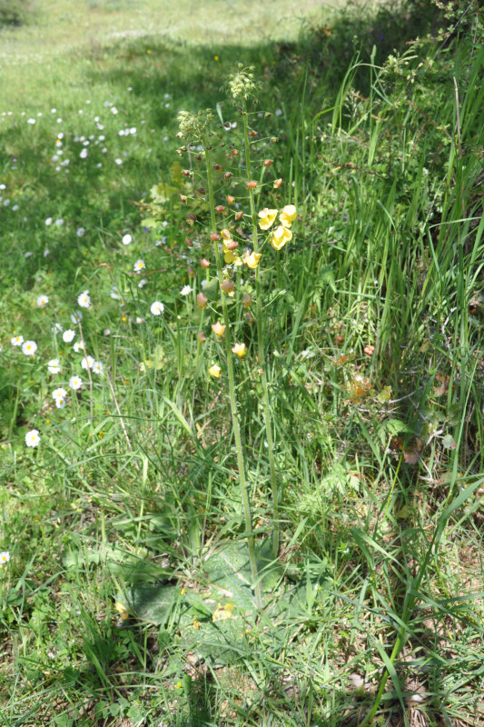 Image of Verbascum xanthophoeniceum specimen.