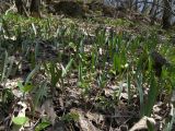 Tulipa biebersteiniana