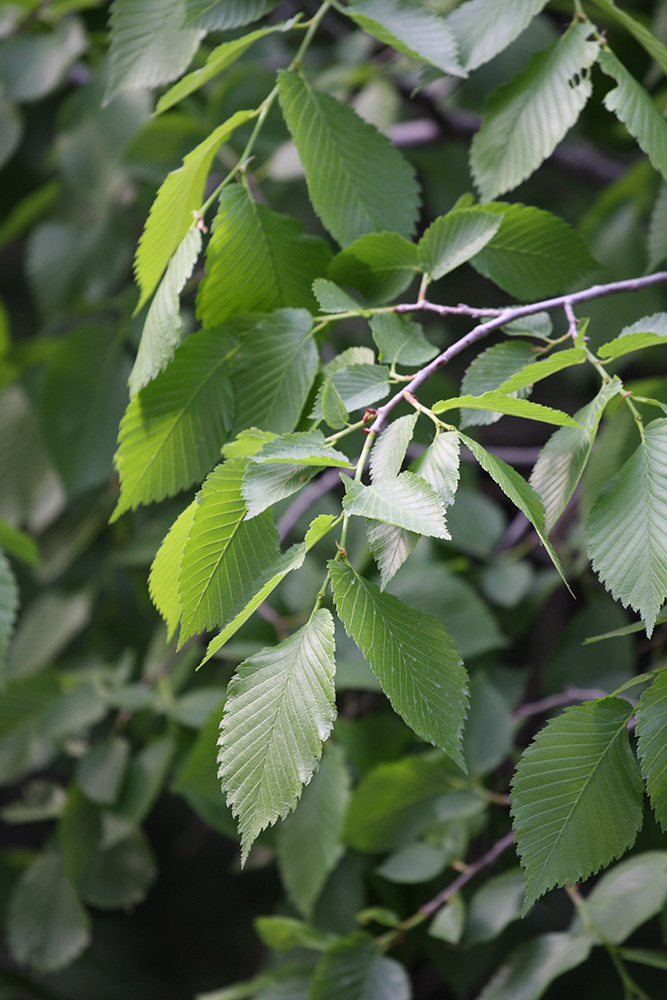 Изображение особи Ulmus laevis.