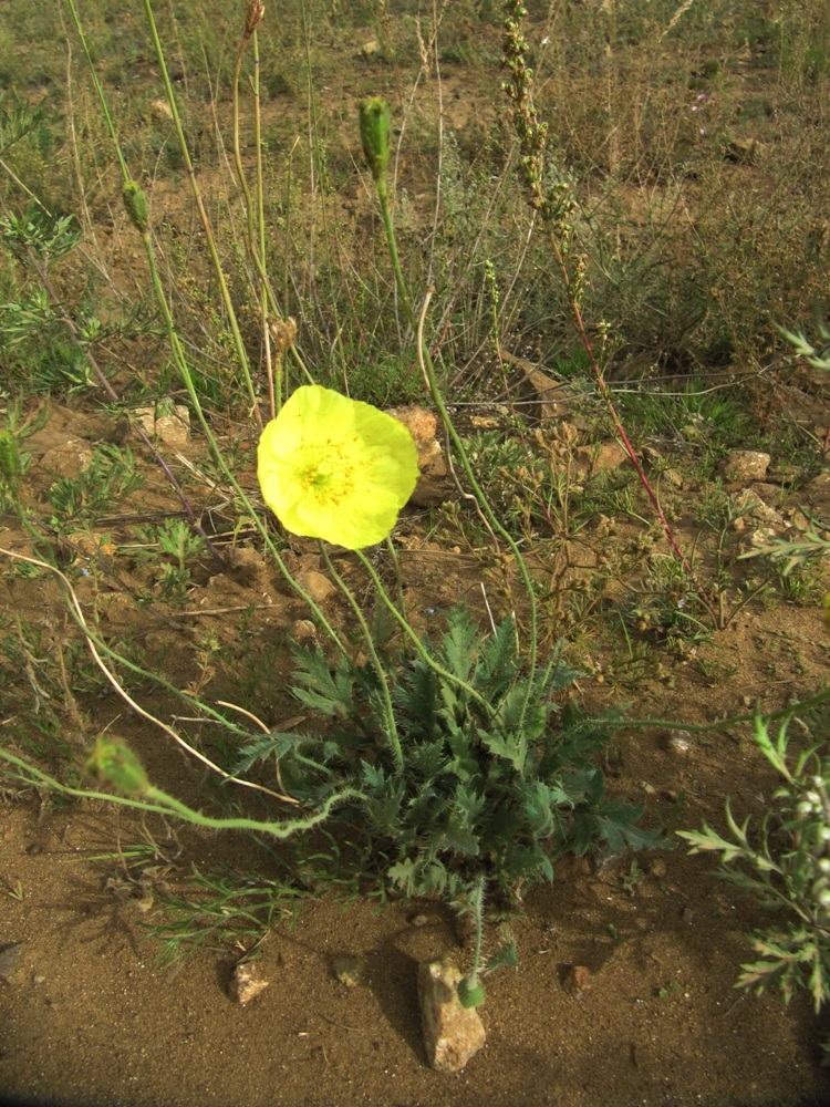 Изображение особи Papaver nudicaule.