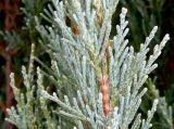 Juniperus scopulorum. Часть ветви. Украина, г. Кривой Рог, ботанический сад. Январь 2013 г.
