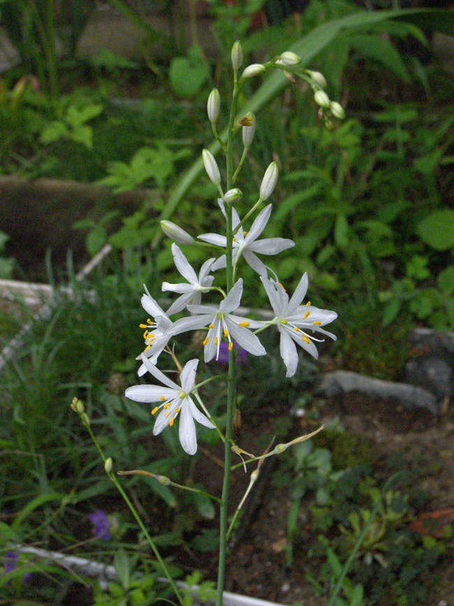 Image of Anthericum baeticum specimen.