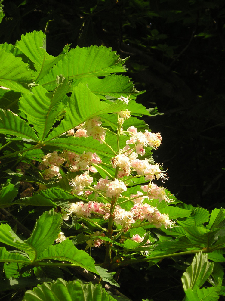 Image of Aesculus hippocastanum specimen.