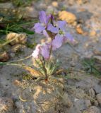 Matthiola подвид livida