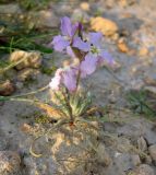 Matthiola longipetala ssp. livida