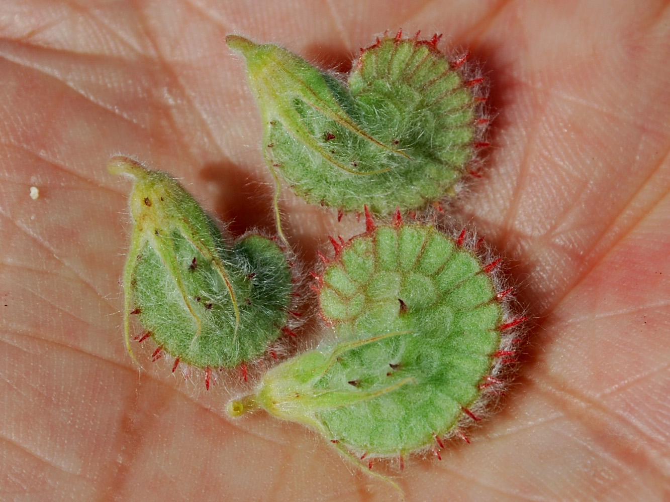 Image of Onobrychis chorassanica specimen.