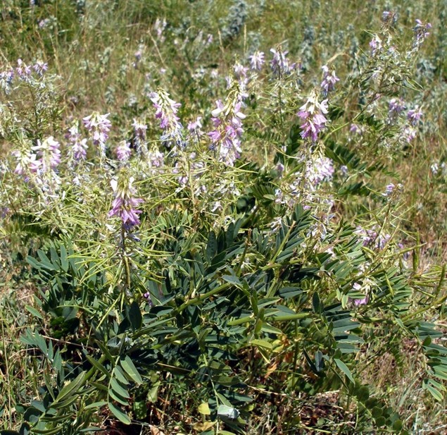 Image of Galega officinalis specimen.