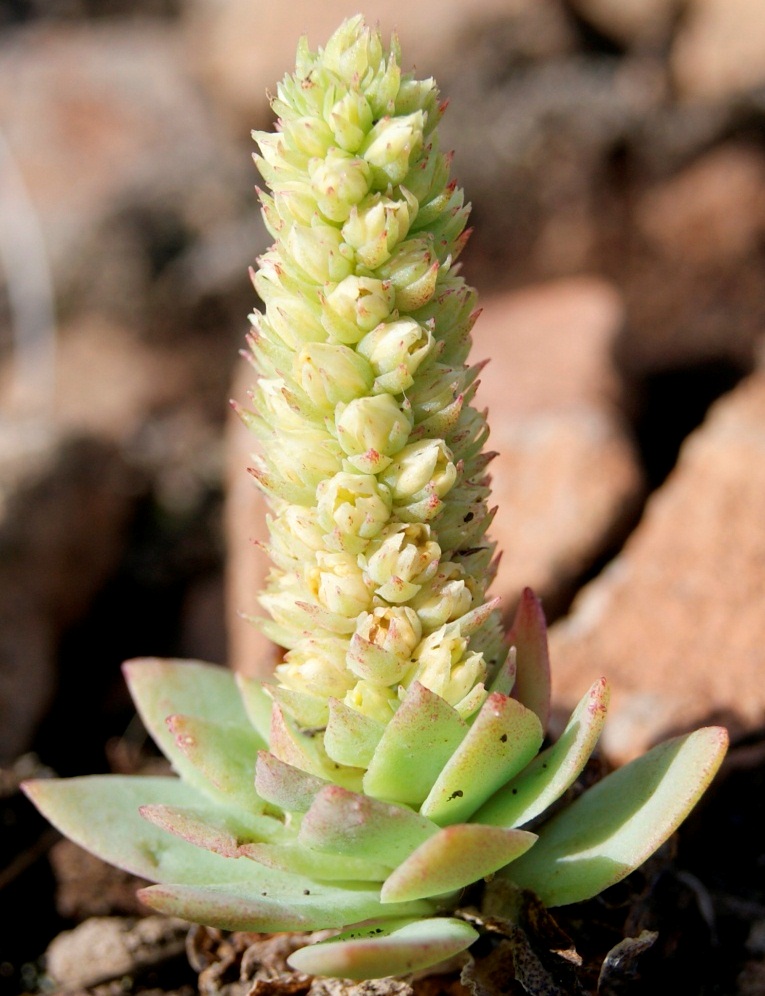 Image of Orostachys malacophylla specimen.