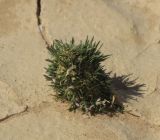 Ifloga подвид albescens