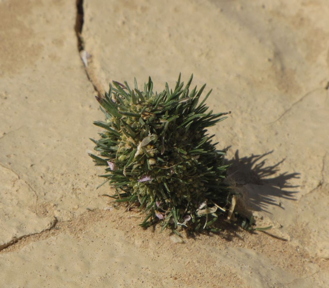 Изображение особи Ifloga spicata ssp. albescens.