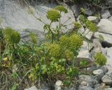 Coelopleurum gmelinii