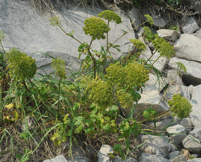 Image of Coelopleurum gmelinii specimen.