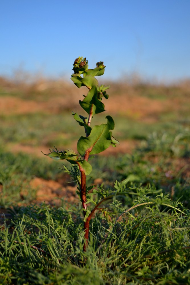 Изображение особи Lepidium perfoliatum.