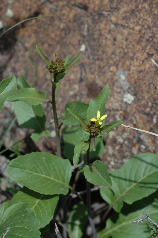 Image of Sisymbrium brassiciforme specimen.