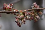 Ulmus laevis. Часть ветви расцветающего растения. Иркутск, Студгородок, дворовая территория. 05.05.2013.