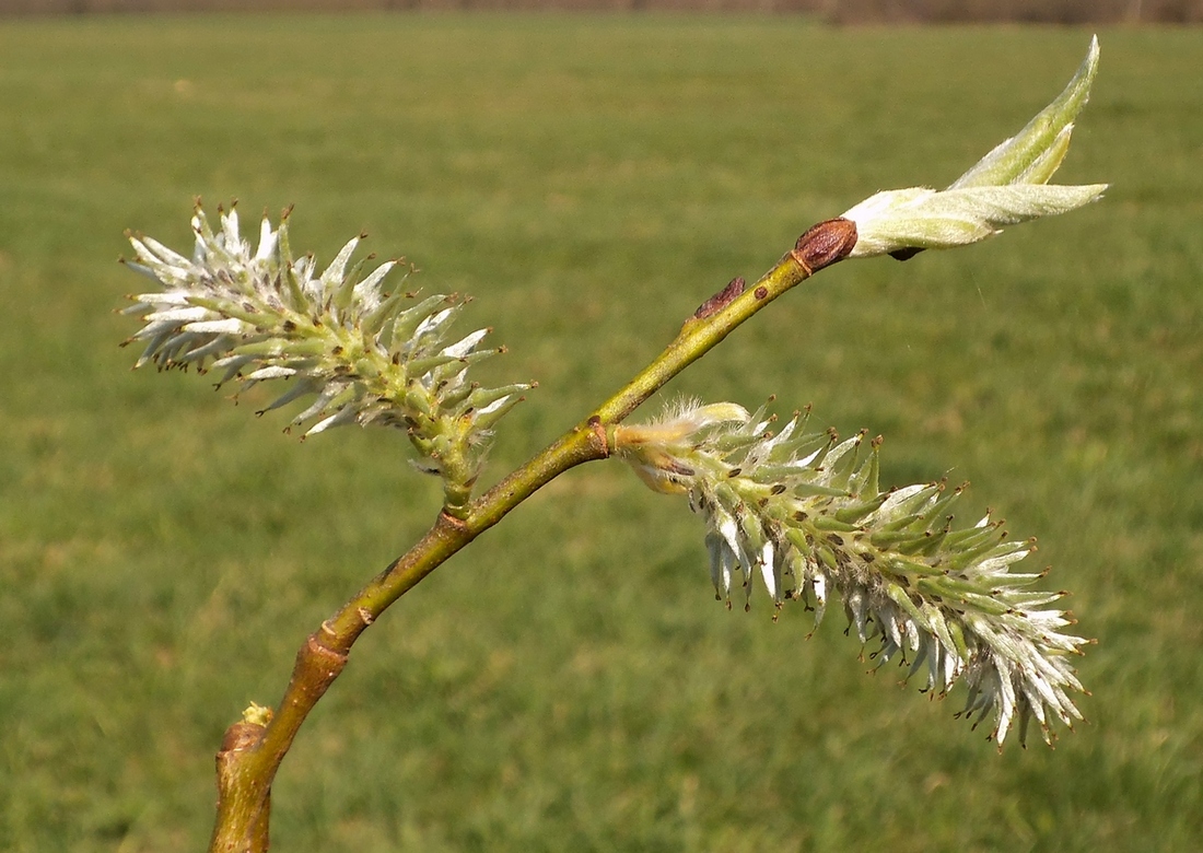 Изображение особи Salix caprea.