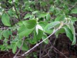 Lonicera steveniana. Ветка с молодыми листьями и бутонизирующими соцветиями. Ставропольский край, г. Кисловодск, Курортный парк верхний, лес по склону горы. 12.04.2013.