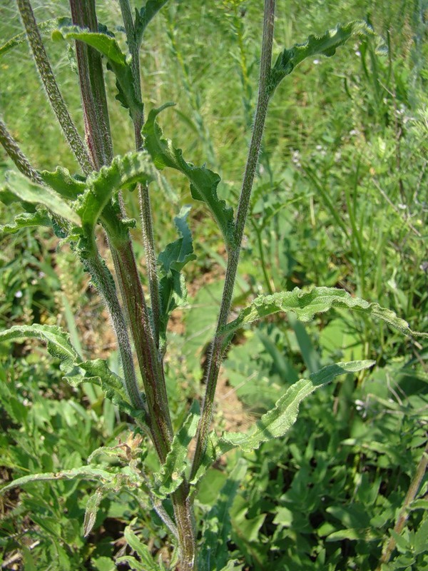 Image of Campanula sibirica specimen.