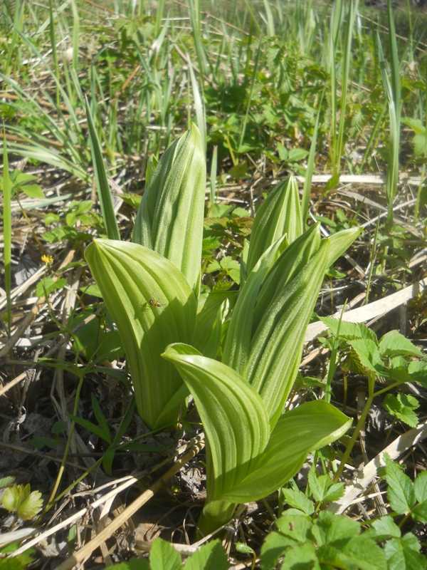 Image of Veratrum lobelianum specimen.