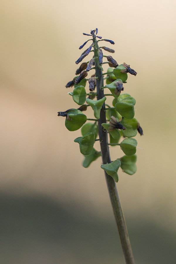 Изображение особи Muscari neglectum.