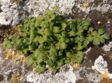 Asplenium ruta-muraria. Растение на скале. Крым, Симферополь, Петровские скалы. 14.06.2013.