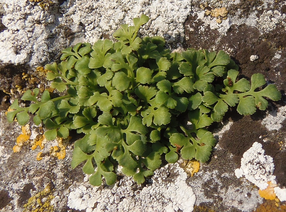 Изображение особи Asplenium ruta-muraria.