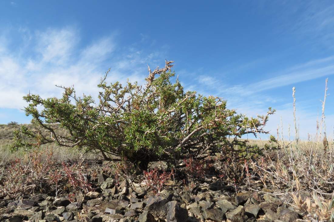 Изображение особи Salsola arbusculiformis.