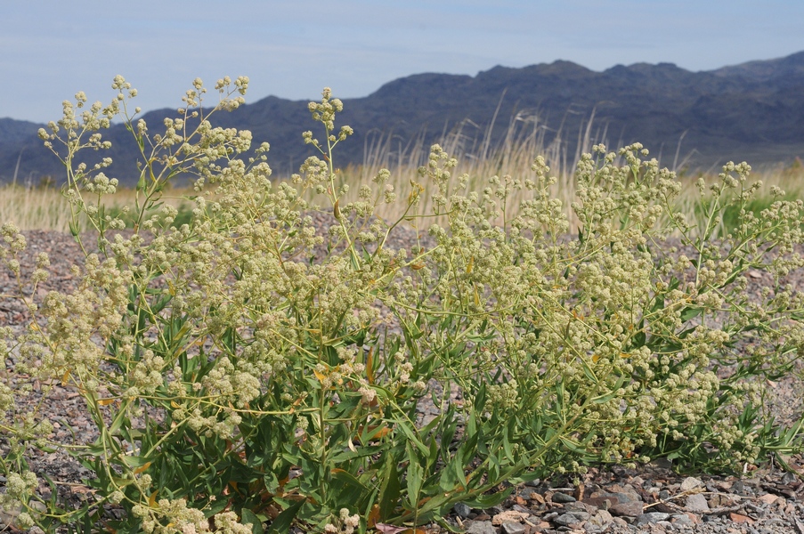 Изображение особи Lepidium latifolium.