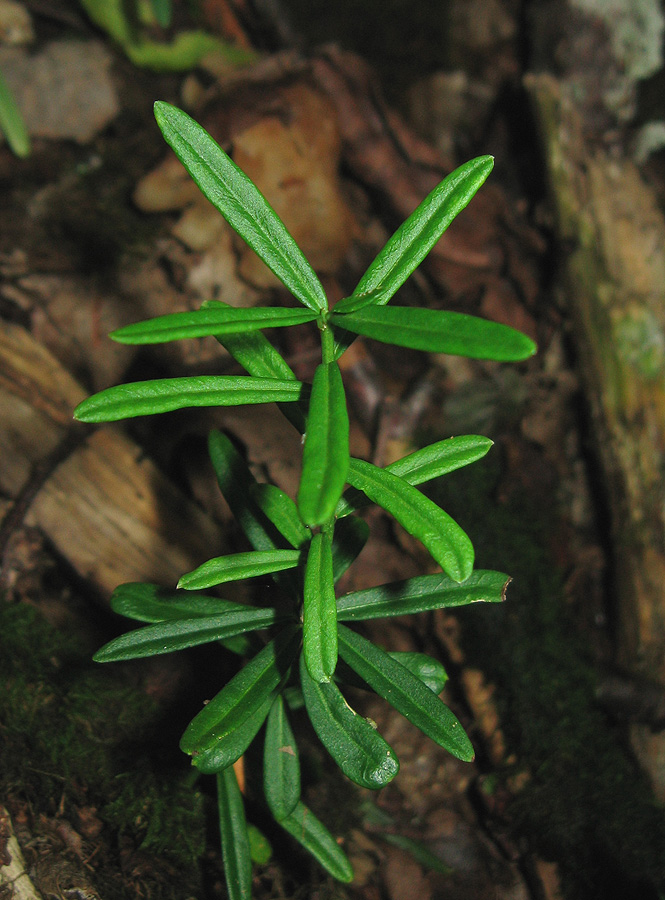 Image of Euonymus nanus specimen.