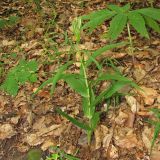 Cephalanthera longifolia