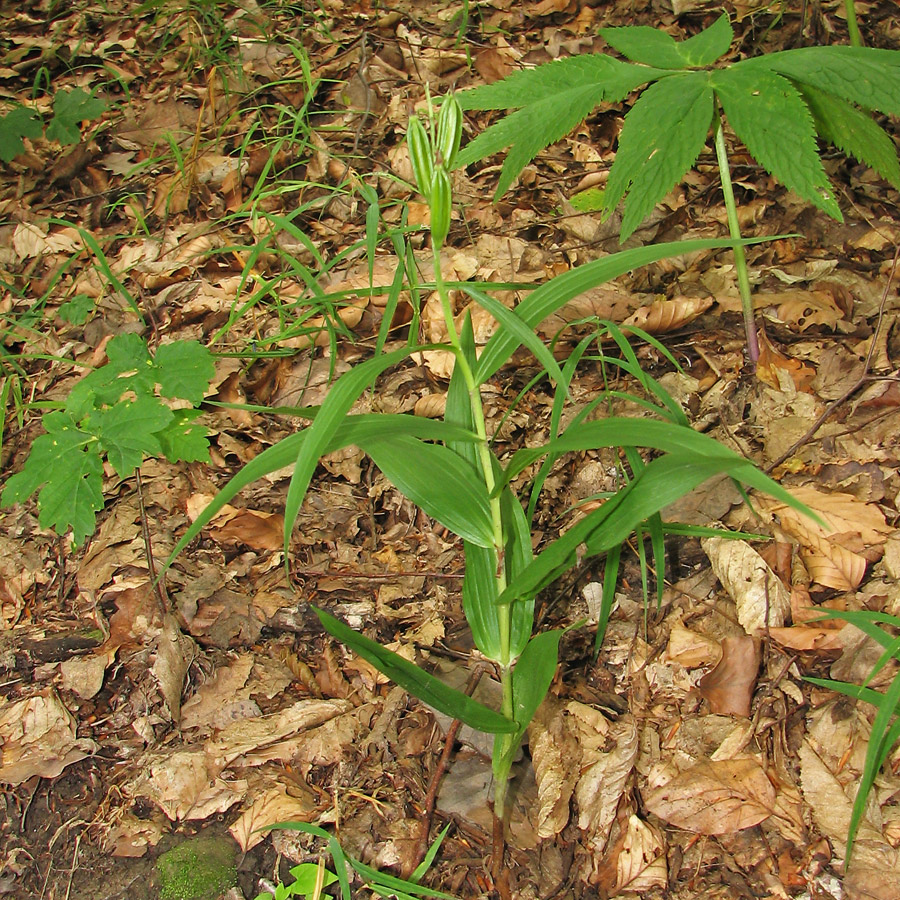 Image of Cephalanthera longifolia specimen.