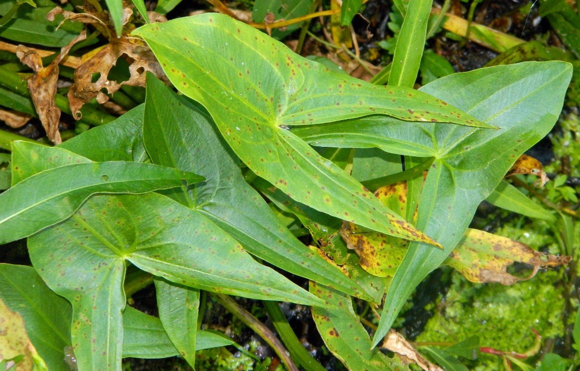 Image of Sagittaria sagittifolia specimen.