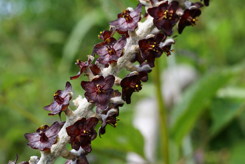 Image of Veratrum ussuriense specimen.