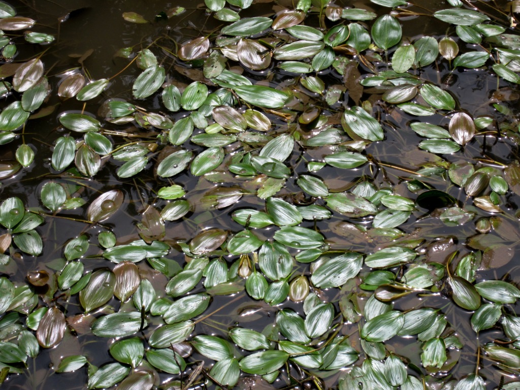 Image of Potamogeton nodosus specimen.