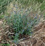 Anchusa officinalis. Цветущее растение. Украина, Черкасская обл., Каневский р-н, РЛП \"Трахтемиров\", вершина холма, лугово-степной участок. 28 июня 2013 г.