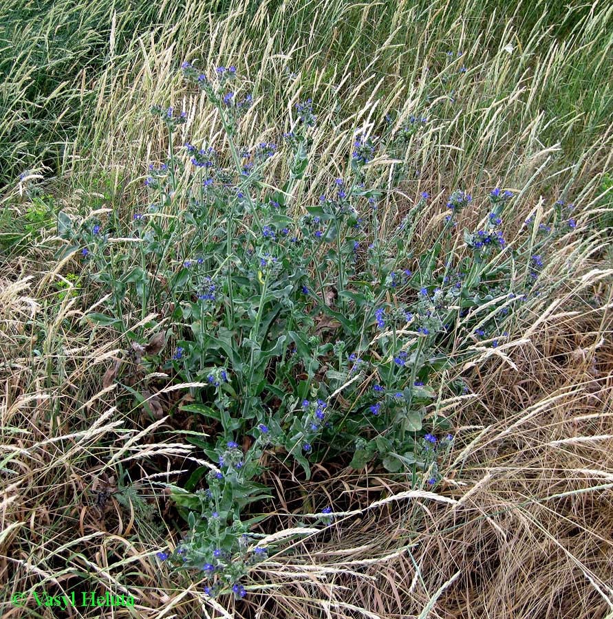 Изображение особи Anchusa officinalis.