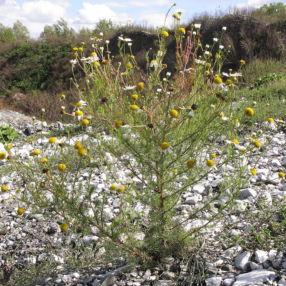 Изображение особи Tripleurospermum inodorum.