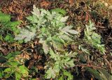 Artemisia rubripes