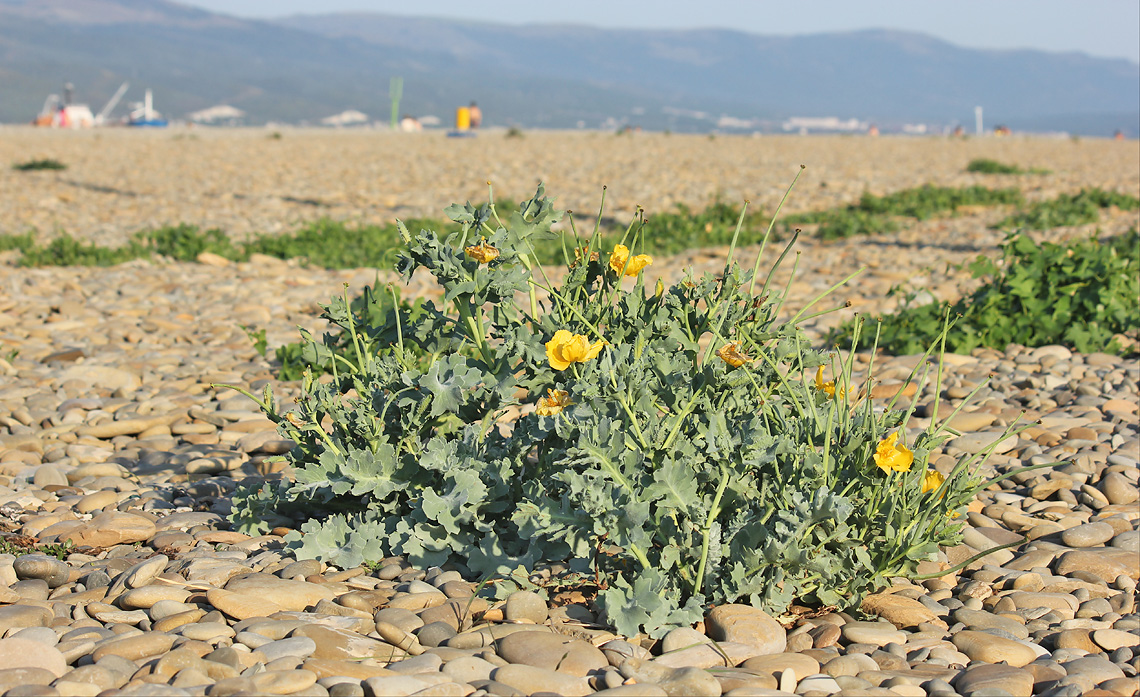 Image of Glaucium flavum specimen.