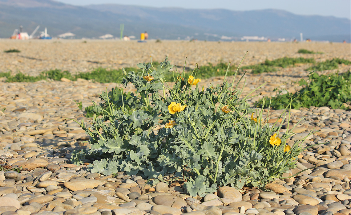 Изображение особи Glaucium flavum.