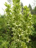 Veratrum