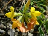 Image of taxon representative. Author is Илья Турбанов