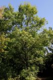 Fraxinus разновидность coriacea