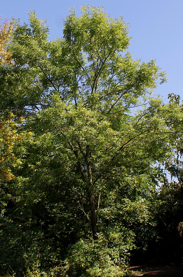 Изображение особи Fraxinus velutina var. coriacea.